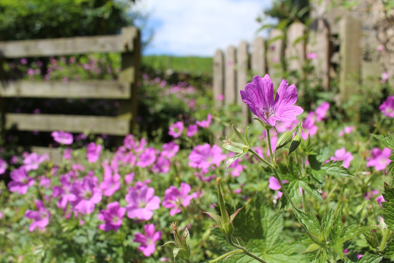 Creating a Garden Inspired by the English Countryside